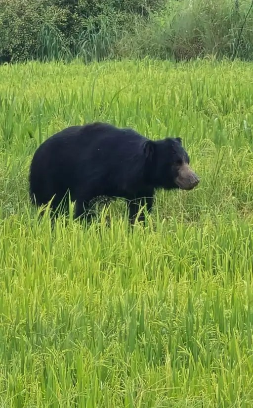 ग्राम ठाकुरदिया खुर्द में भालू देखे जाने से ग्रामीणों में दहशत bhalu image pithora
