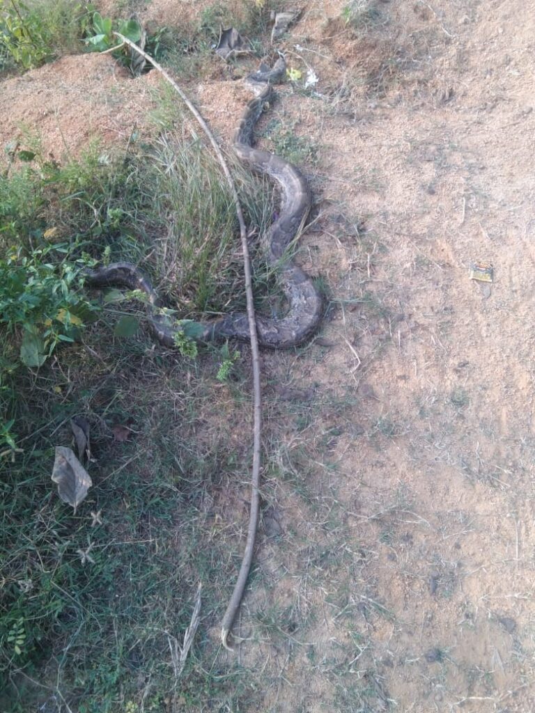 अजगर Ajgar in kurchndi marg image