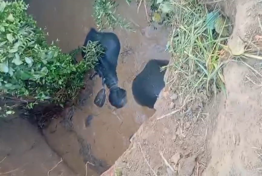 बलौदाबाजार के ग्राम हरदी के कुएं में गिरे चार हाथी एक शावक भी शामिल pithora hathi image
