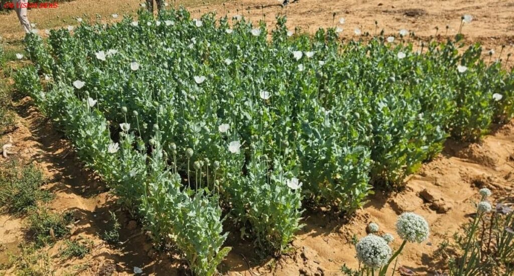 अफीम afim k kheti image