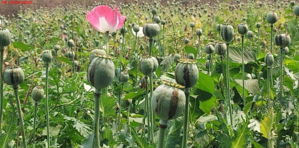 रायगढ़: अवैध अफीम की खेती का भंडाफोड़, महिला आरोपी हिरासत में। अफीम afim ke kheti