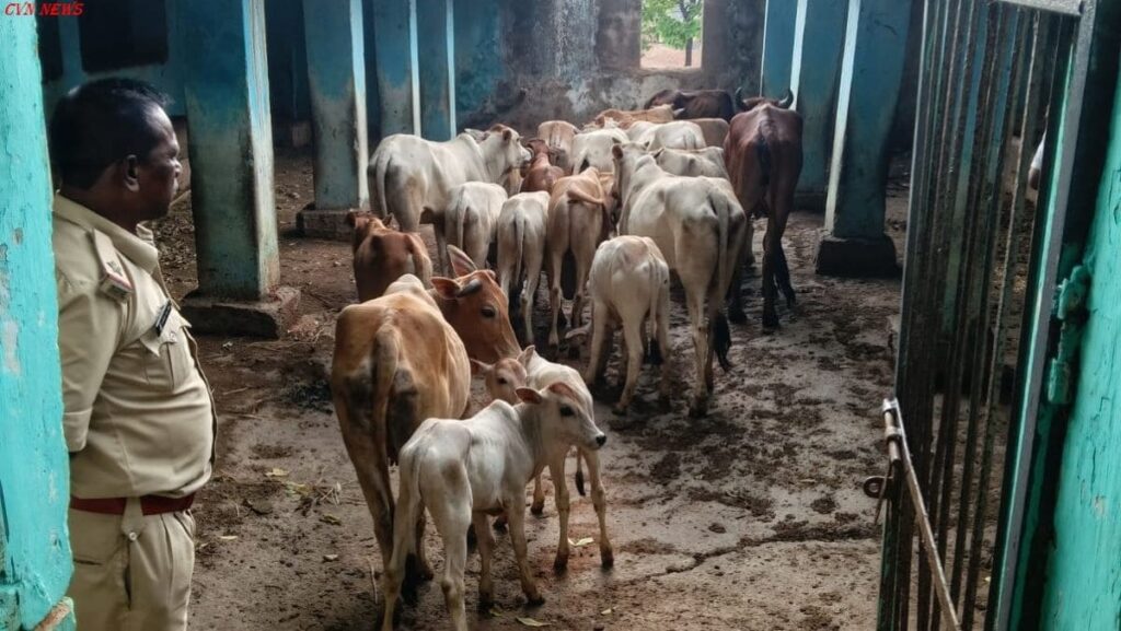 रायगढ़: 20 गौवंश तस्करों के चंगुल से मुक्त कराया, लैलूंगा पुलिस की बड़ी कार्रवाई। गौवंश तस्करी मुक्त कराया